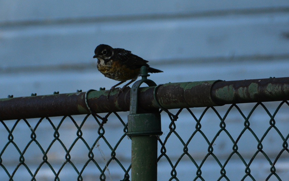 American Robin - ML242154041
