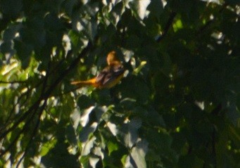 Baltimore Oriole - ML242154111