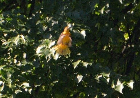 Baltimore Oriole - ML242154121