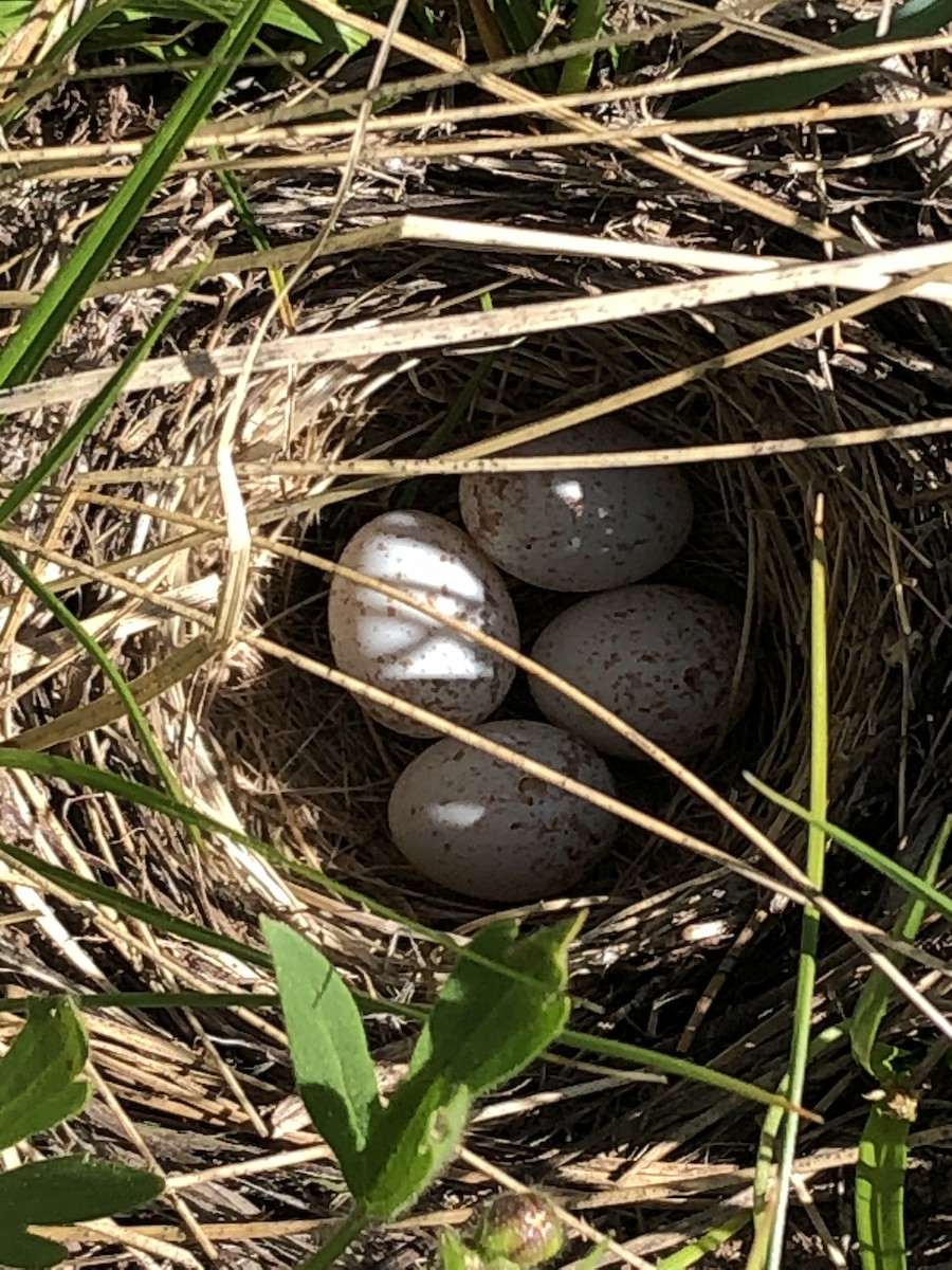 Dark-eyed Junco (Oregon) - ML242154141