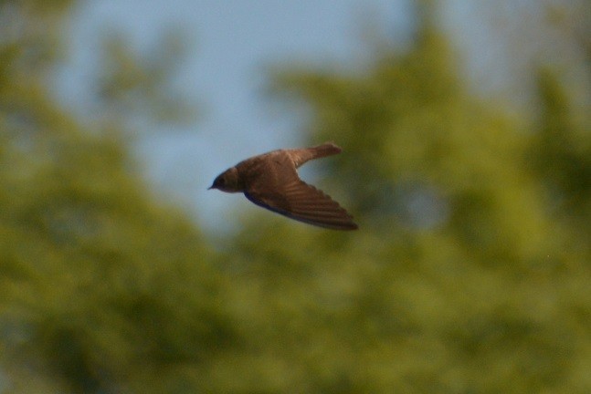 Northern Rough-winged Swallow - ML242154371