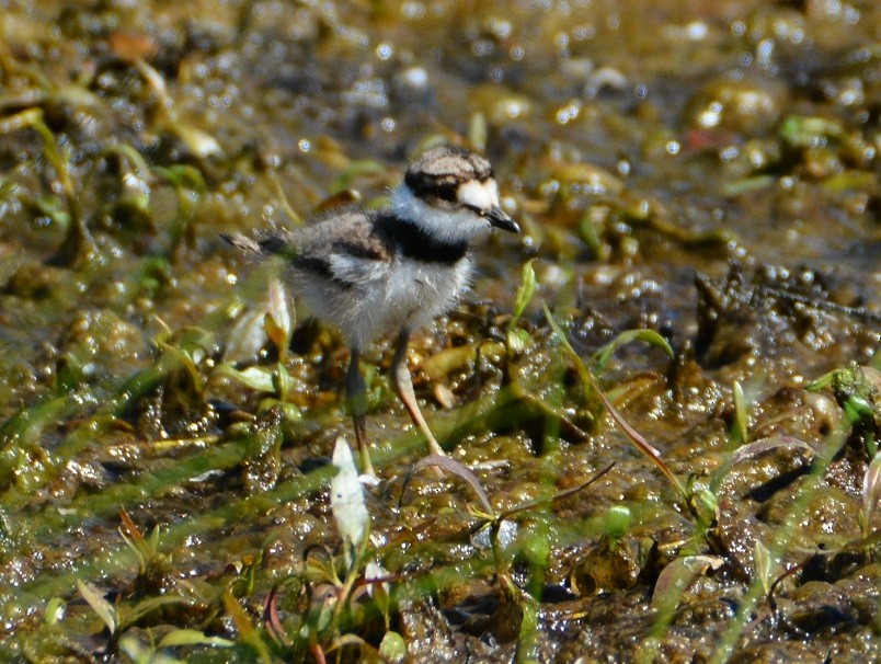 Killdeer - ML242154421