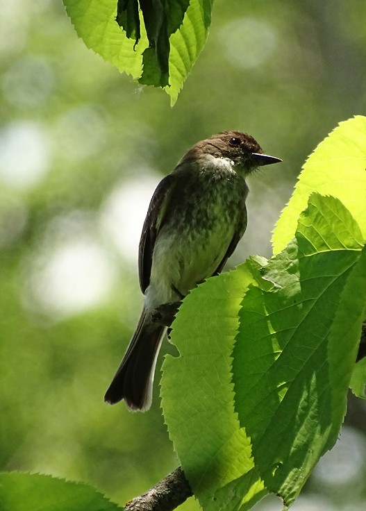 Eastern Phoebe - Tim Cutts