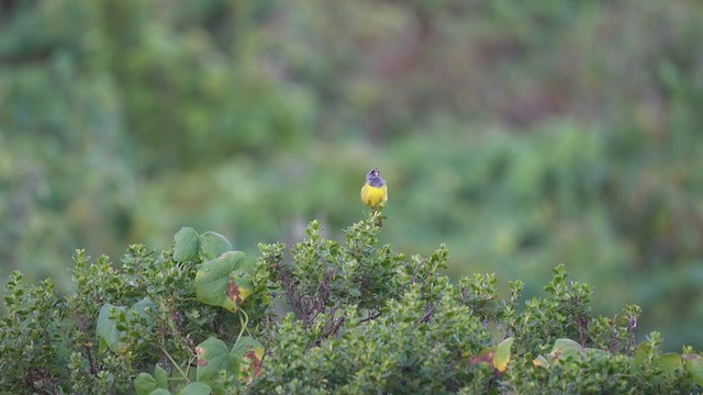 MacGillivray's Warbler - ML242158901