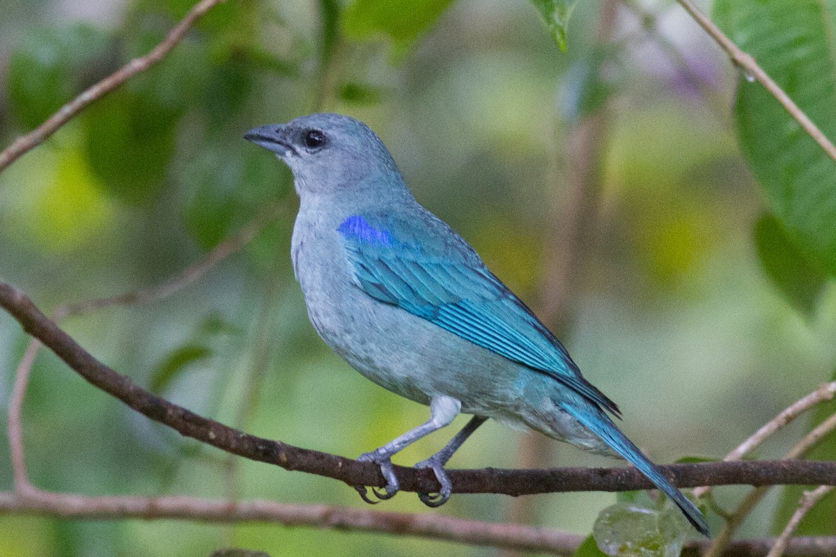 Azure-shouldered Tanager - ML242159601