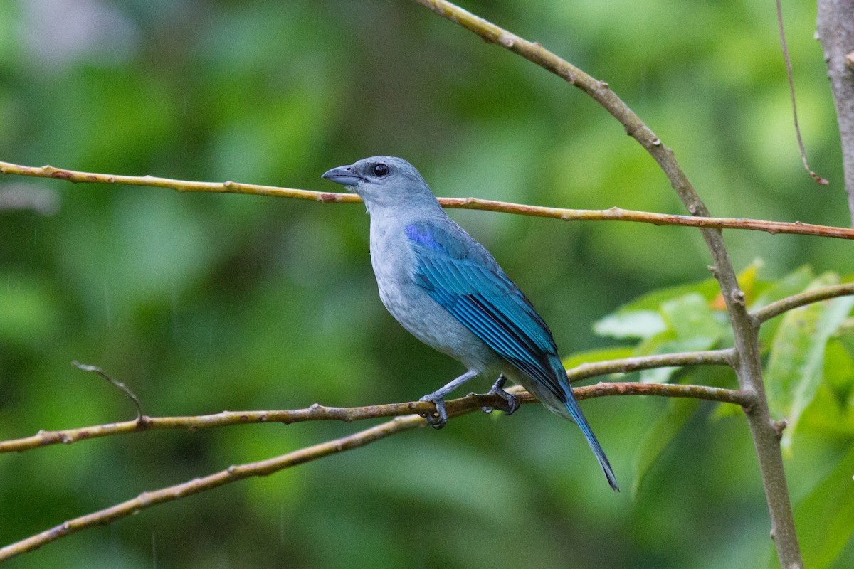 Azure-shouldered Tanager - Justyn Stahl