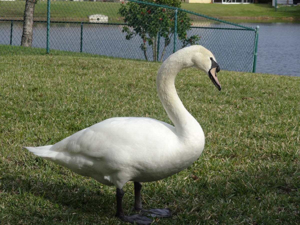 Mute Swan - Larry Vanover