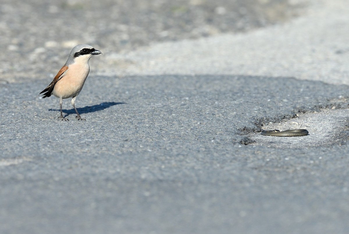 Red-backed Shrike - ML242161681