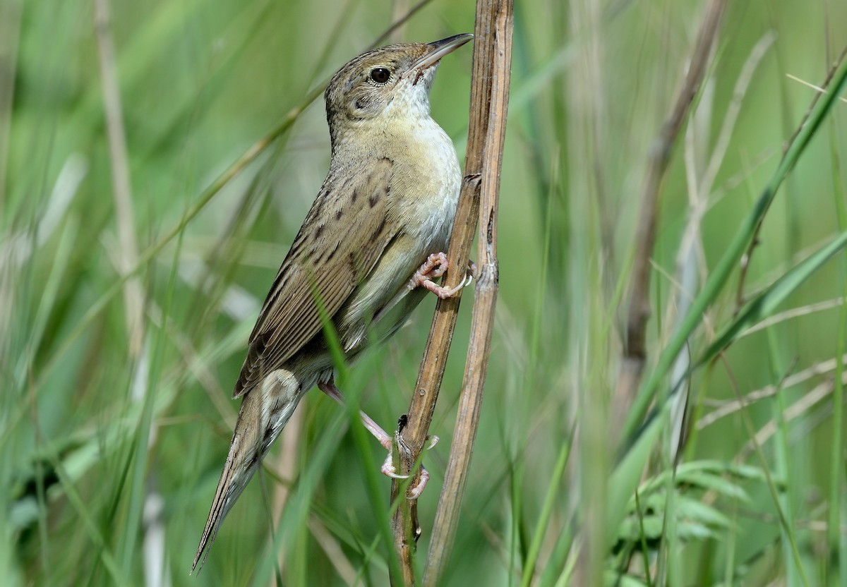 Common Grasshopper Warbler - Pavel Štěpánek