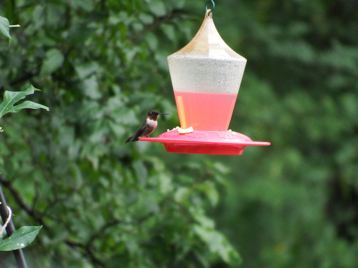 Ruby-throated Hummingbird - Larry Vanover