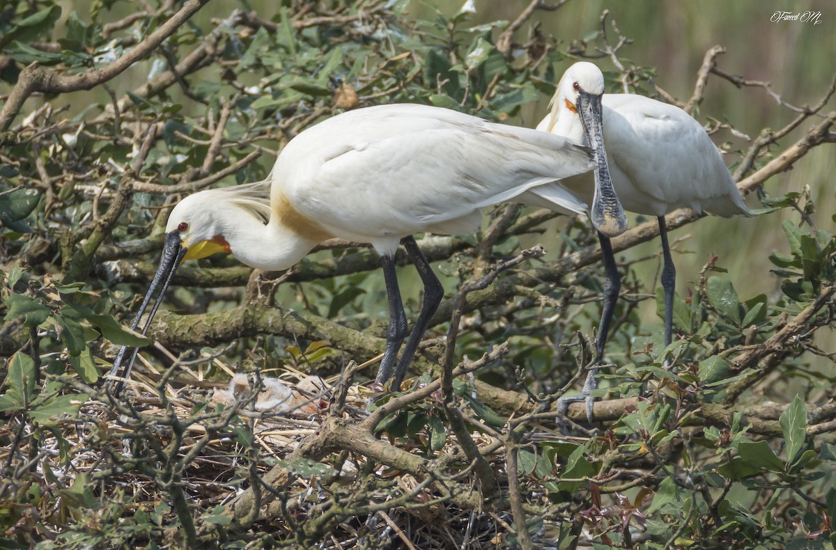 Eurasian Spoonbill - ML24216451