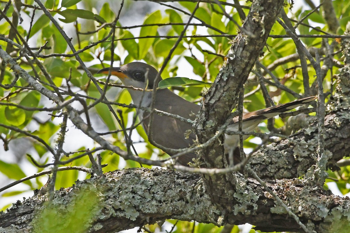 Yellow-billed Cuckoo - Lila Theis