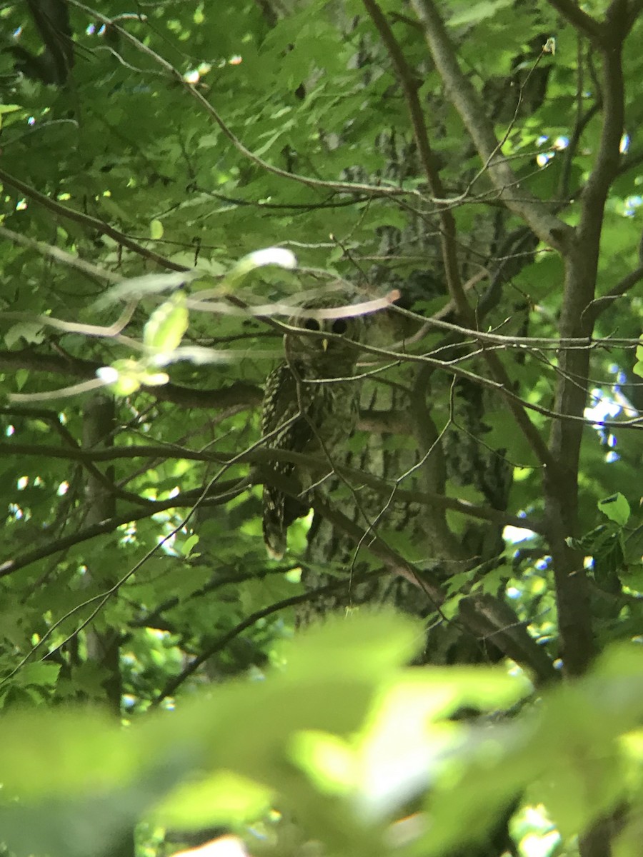 Barred Owl - ML242165881