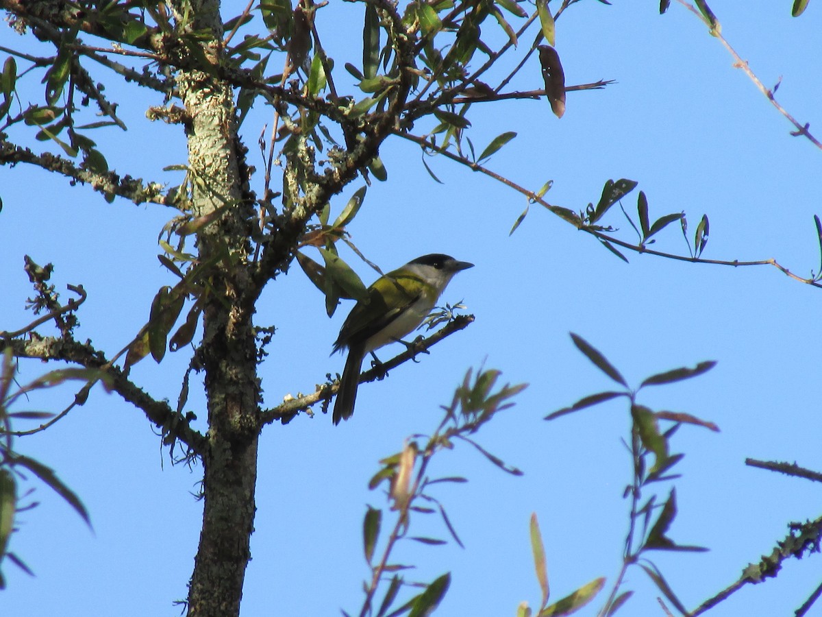 Green-backed Becard - Ricardo Ortega