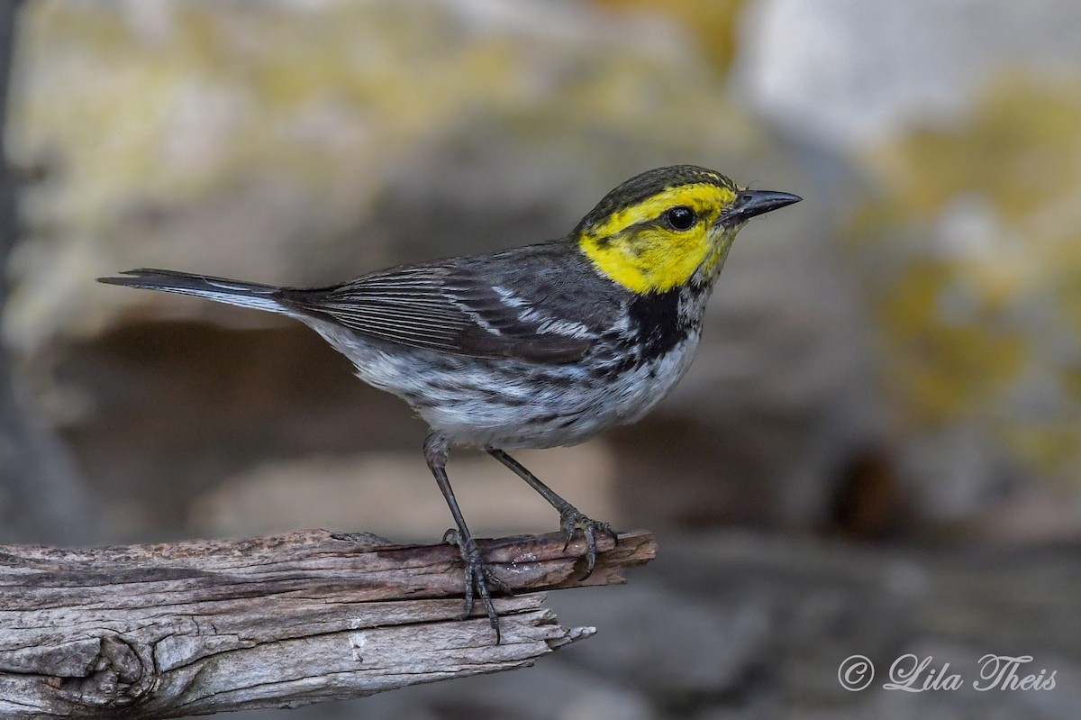 Golden-cheeked Warbler - Lila Theis