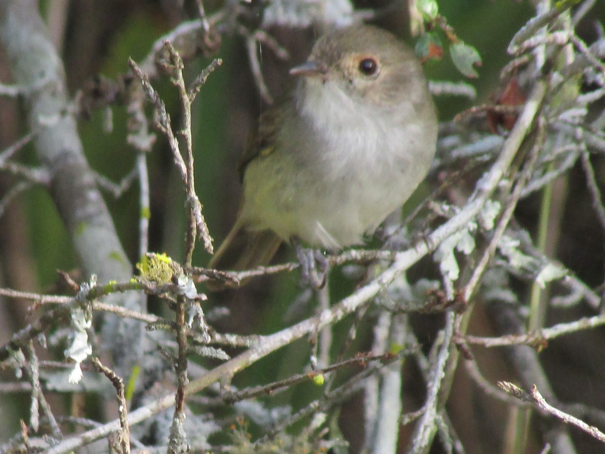 Fulvous-crowned Scrub-Tyrant - ML242169041