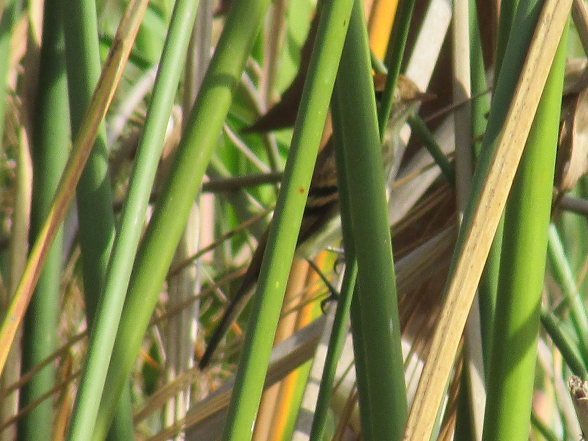 Bran-colored Flycatcher - ML242169181