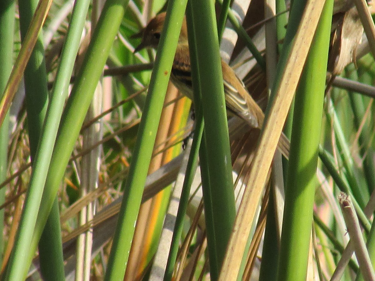 Bran-colored Flycatcher - Ricardo Ortega