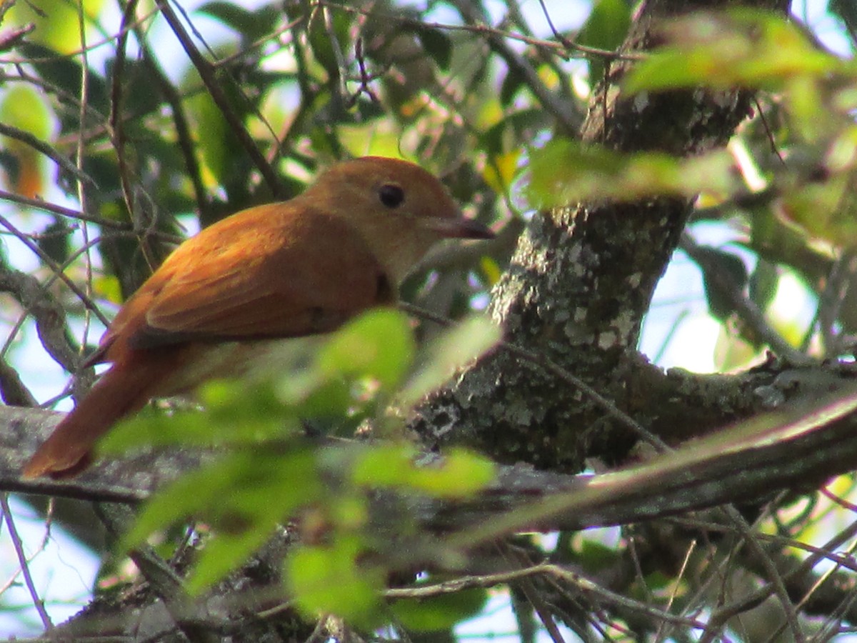 Rufous Casiornis - ML242169471