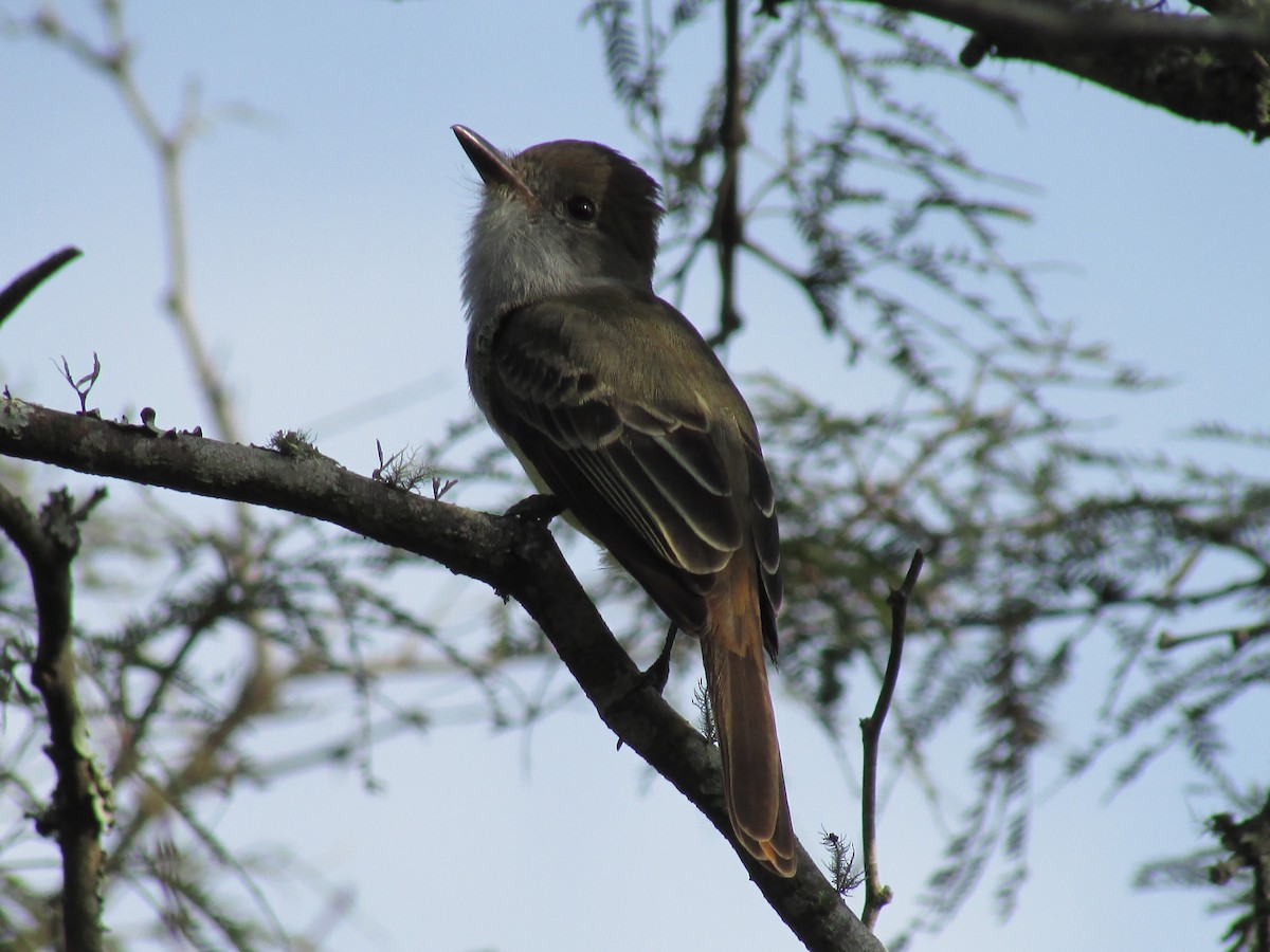 Brown-crested Flycatcher - ML242170061