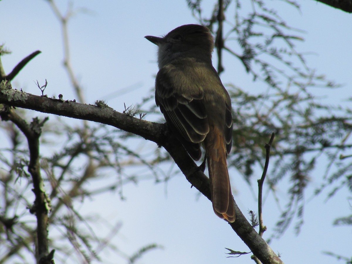 Brown-crested Flycatcher - ML242170071