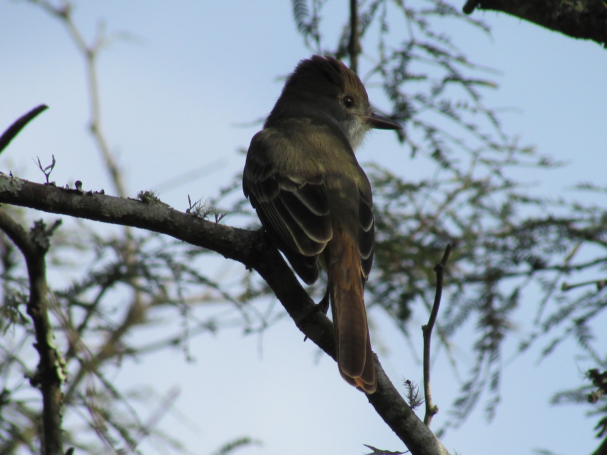 Brown-crested Flycatcher - ML242170131