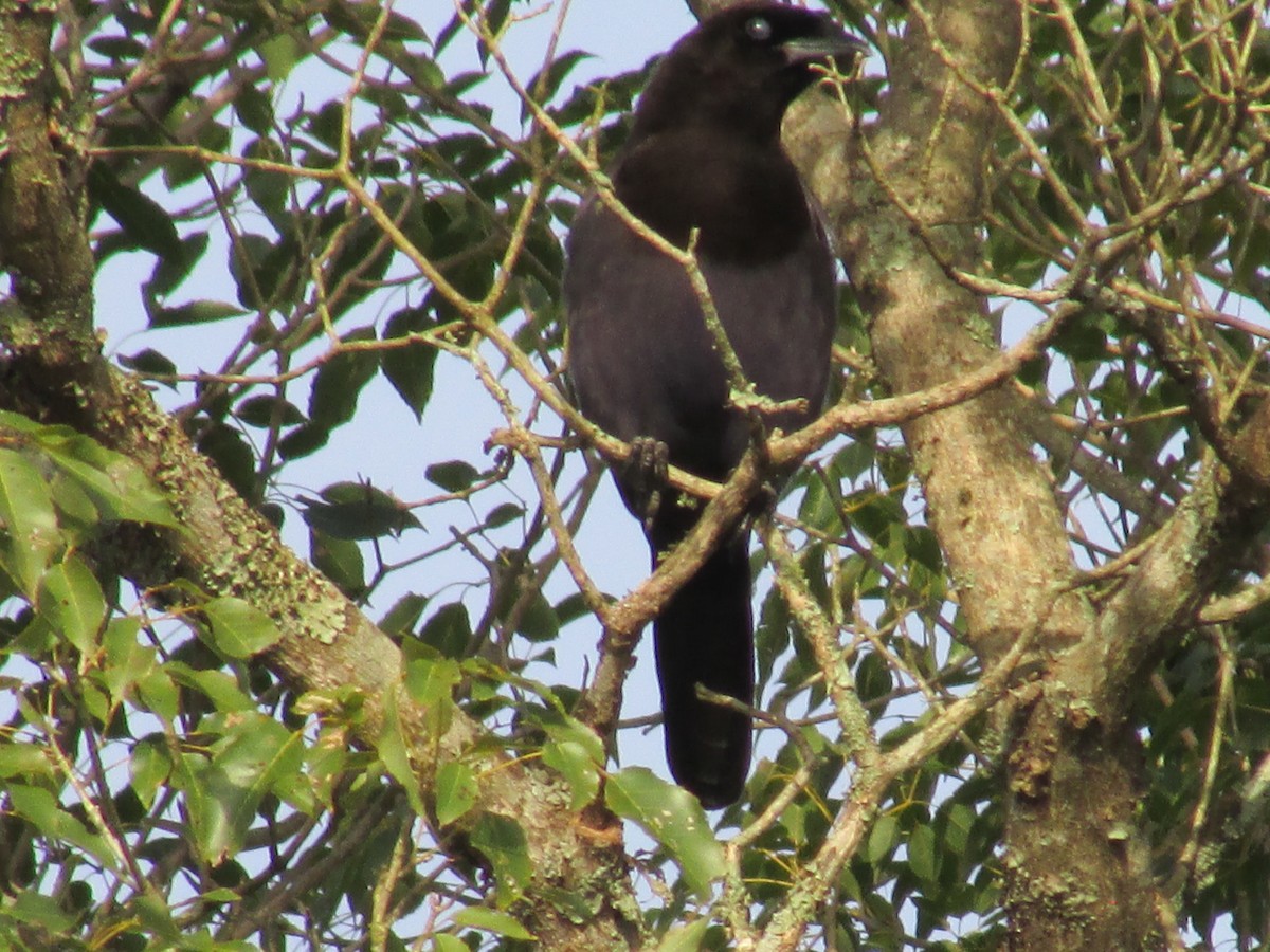 Purplish Jay - ML242170261