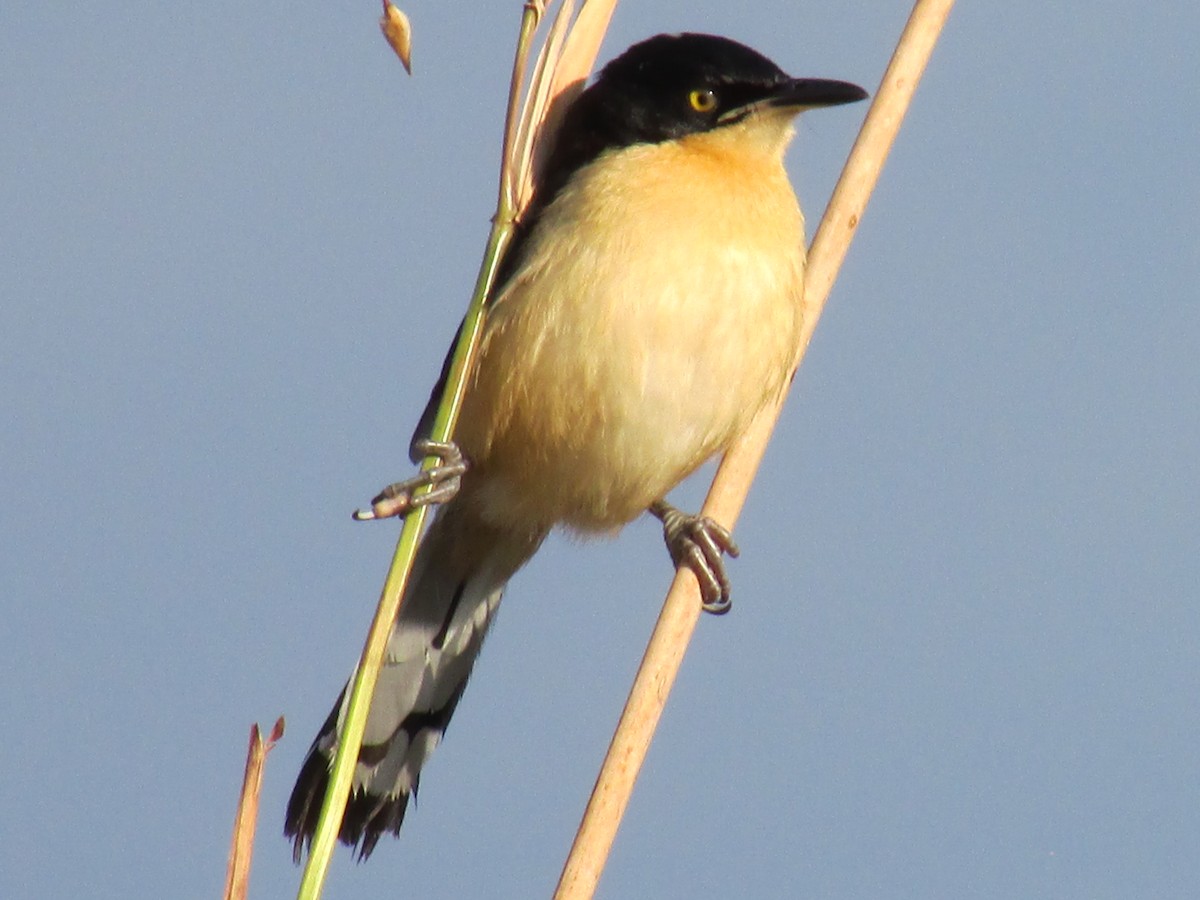 Black-capped Donacobius - Ricardo Ortega