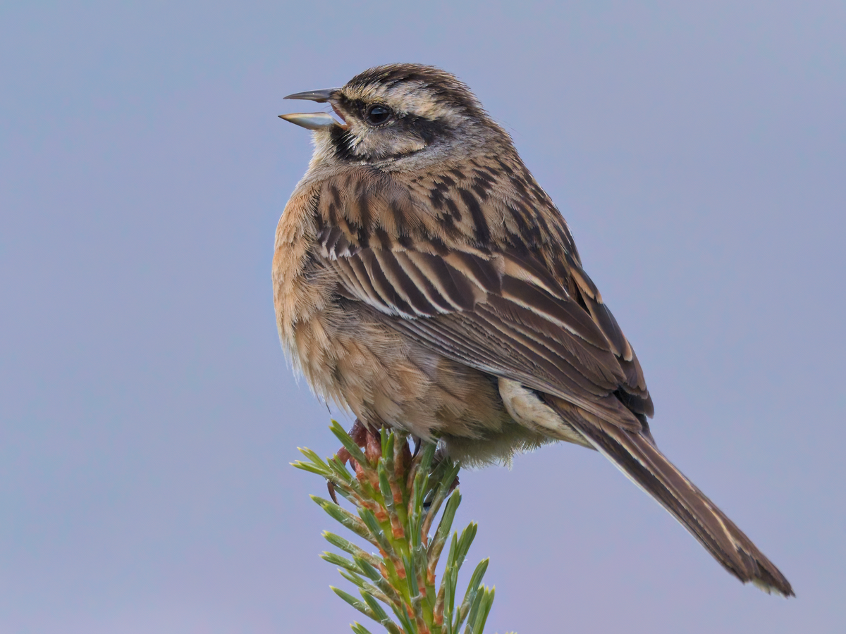 Rock Bunting - ML242170681