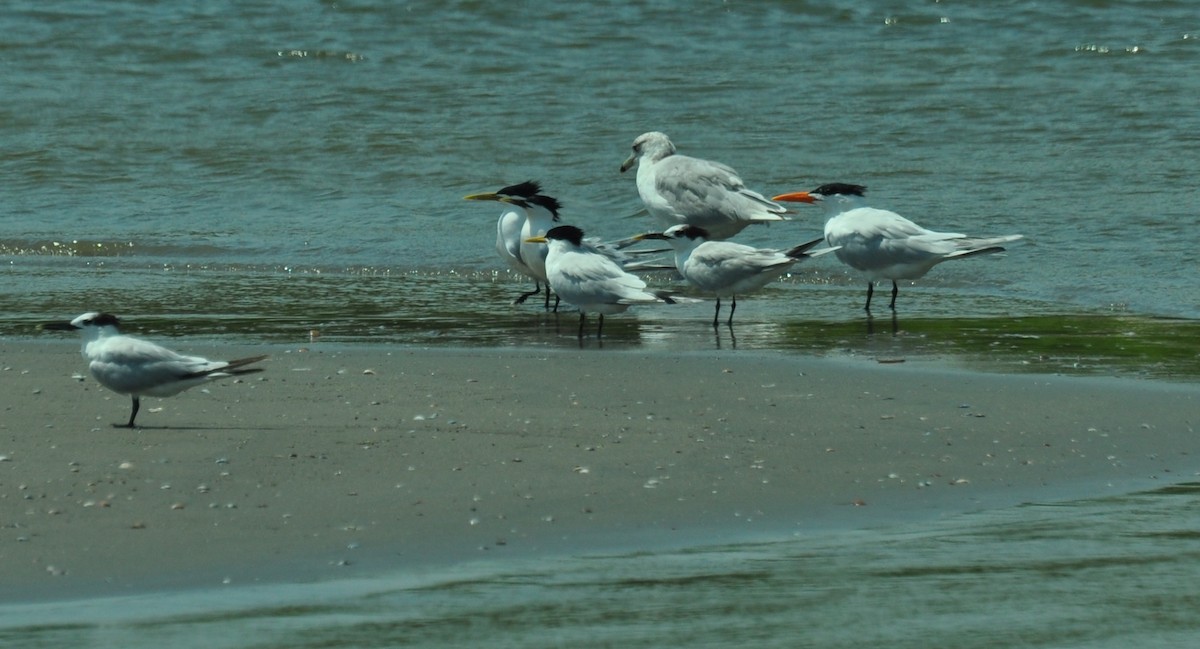 Ring-billed Gull - ML242171131