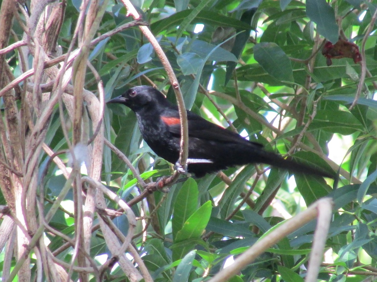 Variable Oriole - Ricardo Ortega