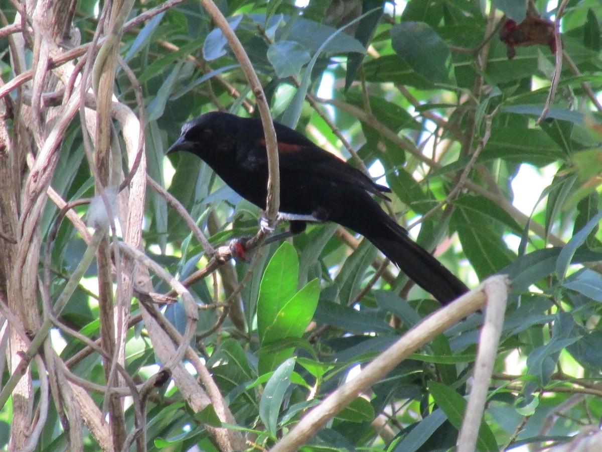 Variable Oriole - ML242171231