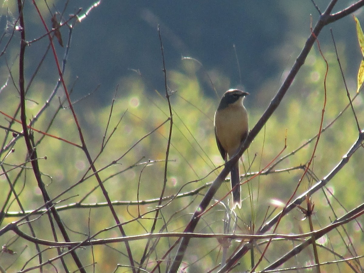 Long-tailed Reed Finch - Ricardo Ortega