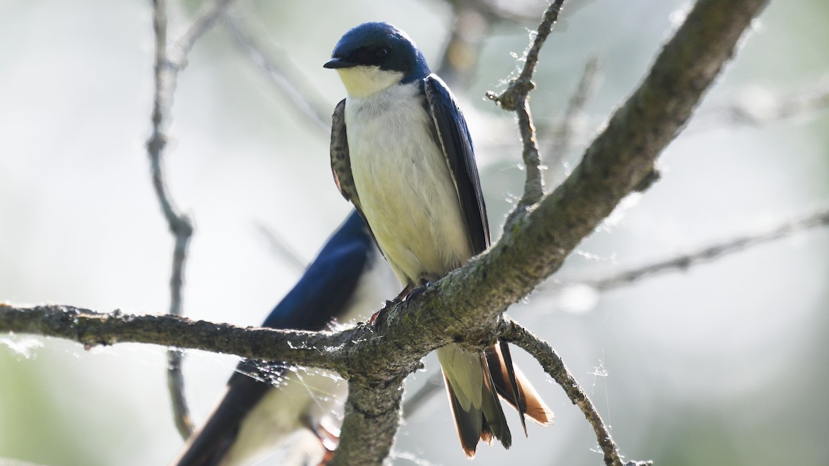 Tree Swallow - ML242172471