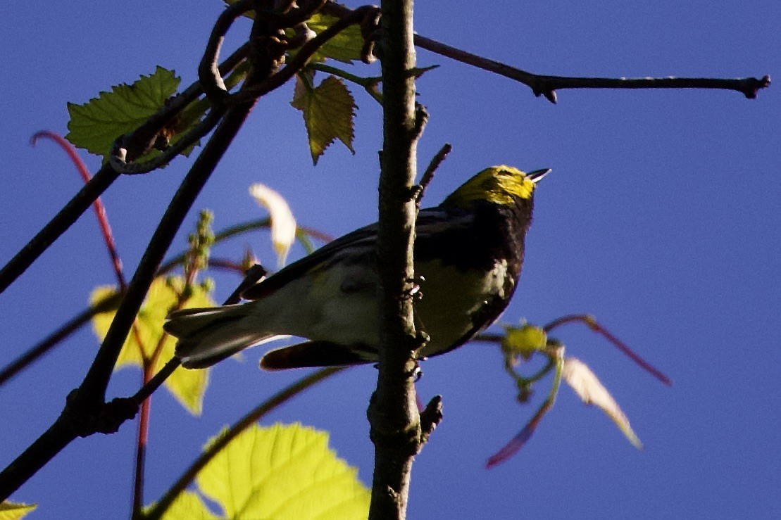 Black-throated Green Warbler - ML242173621