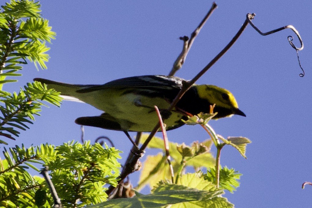 Black-throated Green Warbler - ML242173631