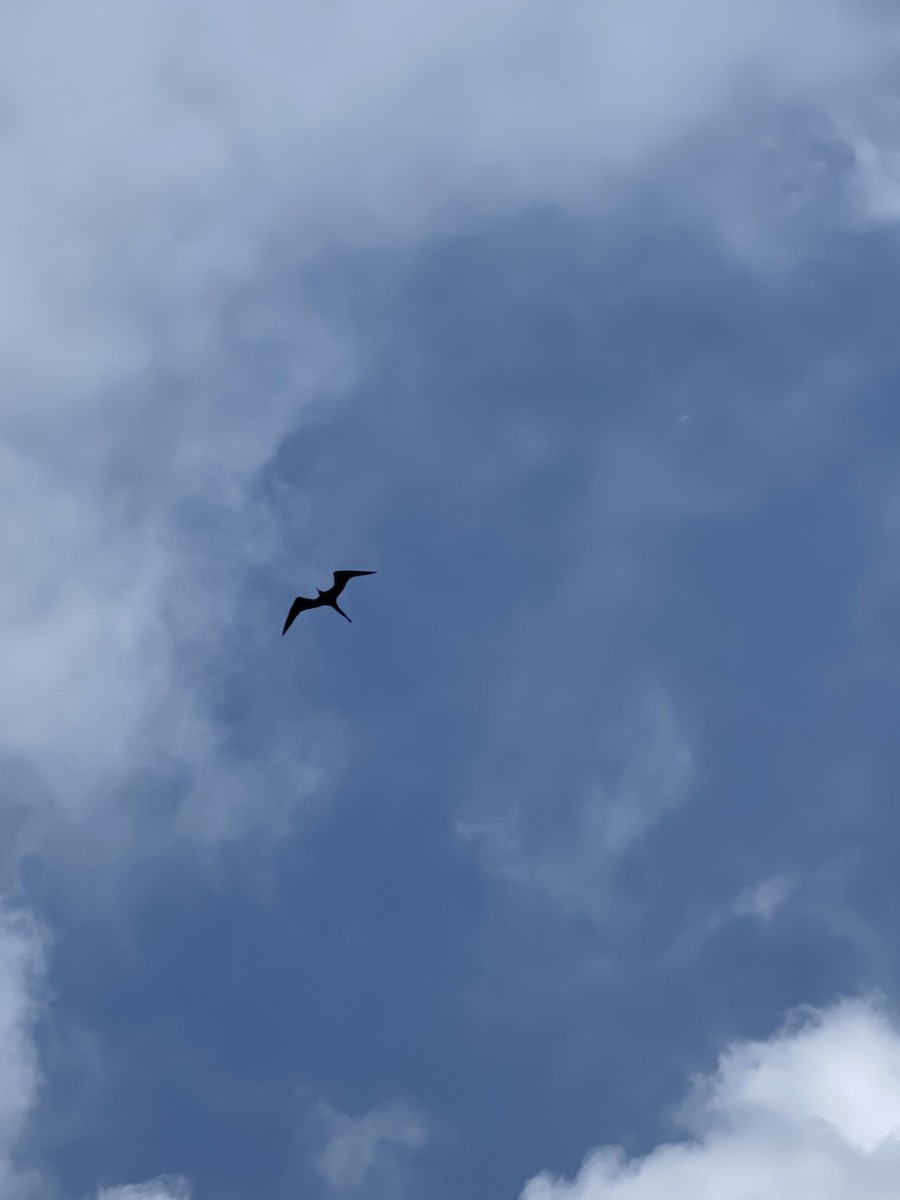 Magnificent Frigatebird - ML242176011