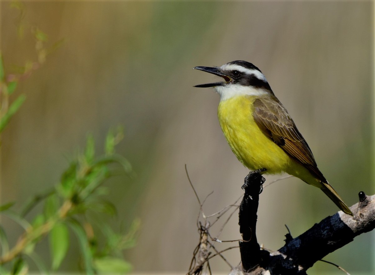 Great Kiskadee - ML242176271