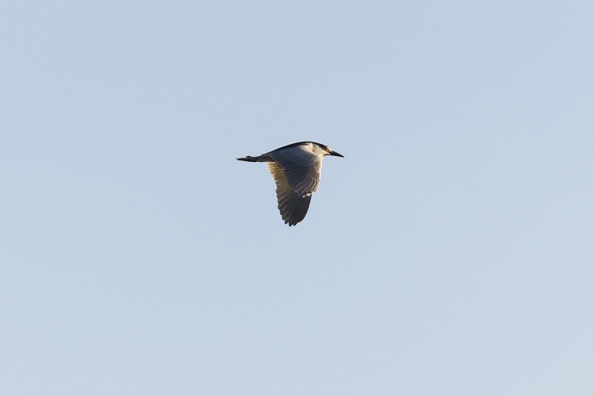 Black-crowned Night Heron - ML242176651