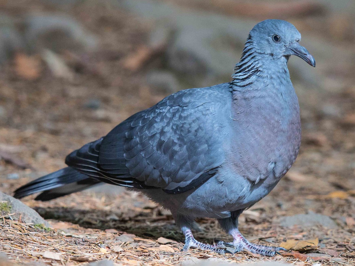 Trocaz Pigeon