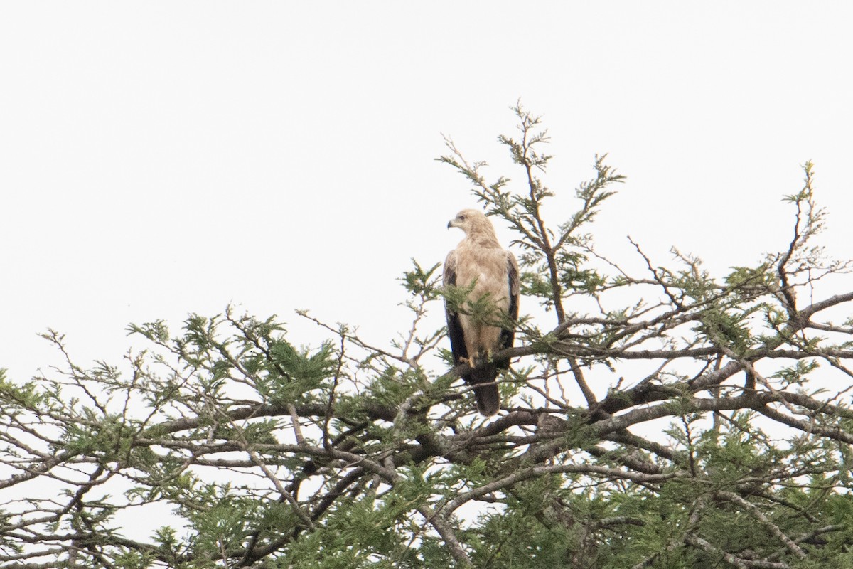 Tawny Eagle - ML242176951