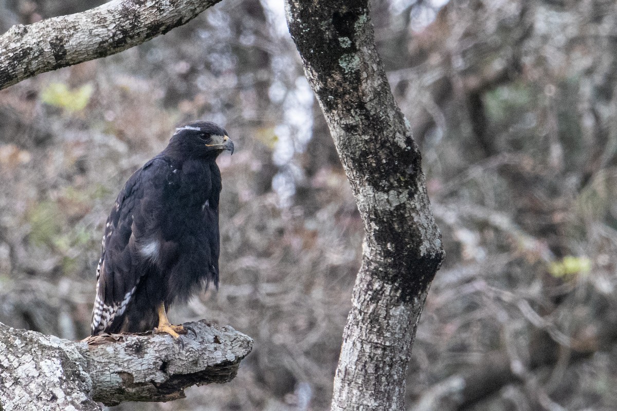 Augur Buzzard (Augur) - Peter  Steward