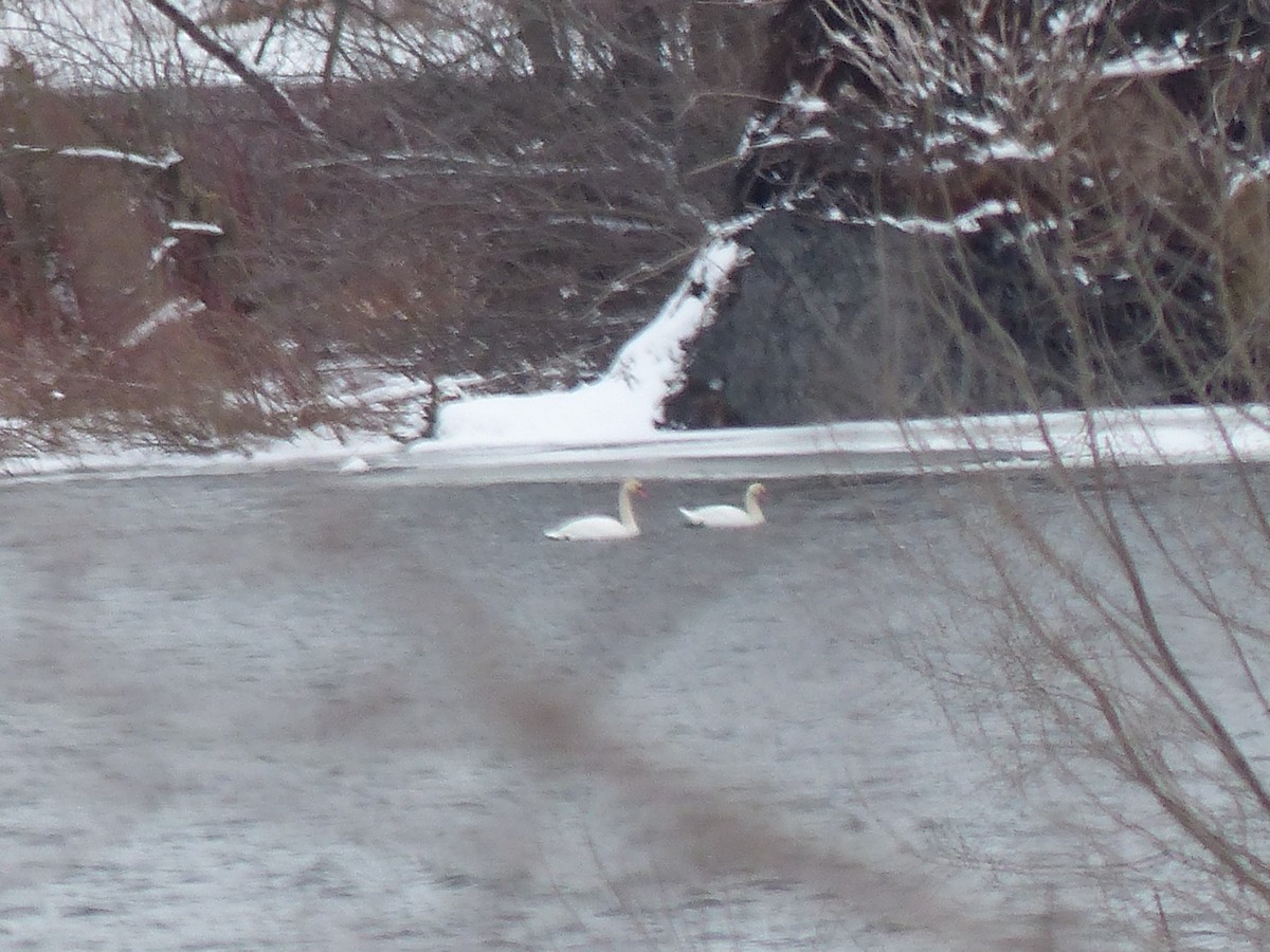 Mute Swan - ML24217941