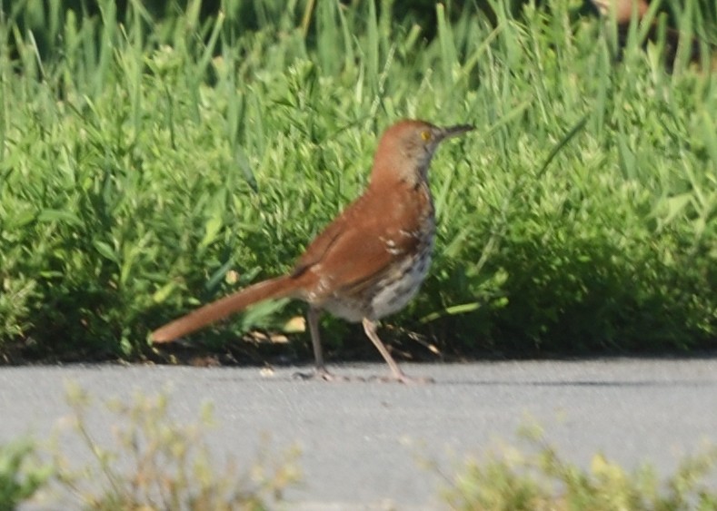 Brown Thrasher - ML242180731