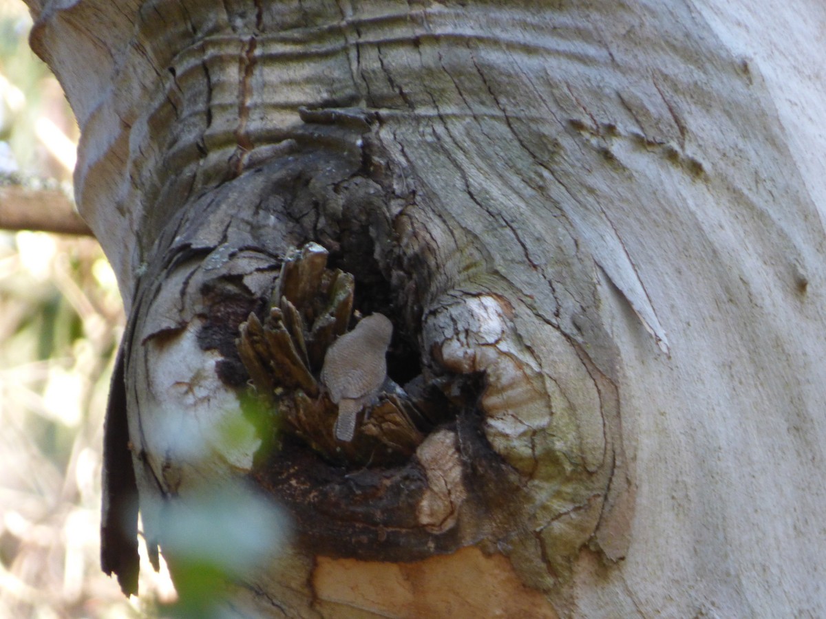 House Wren - ML242182581