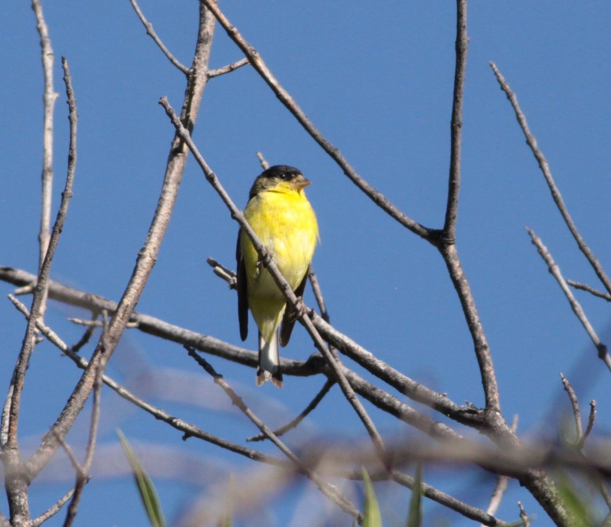 Lesser Goldfinch - ML242182751