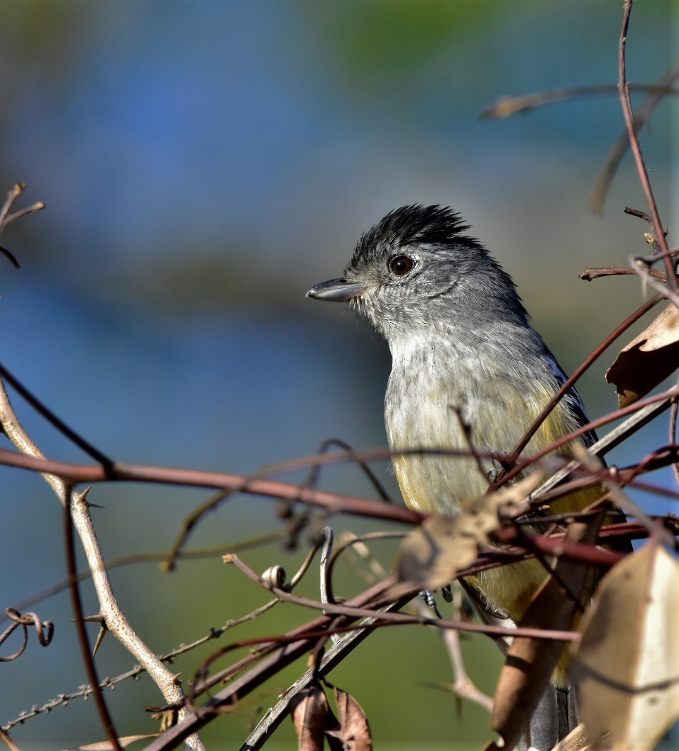 Variable Antshrike - Danilo Maciel