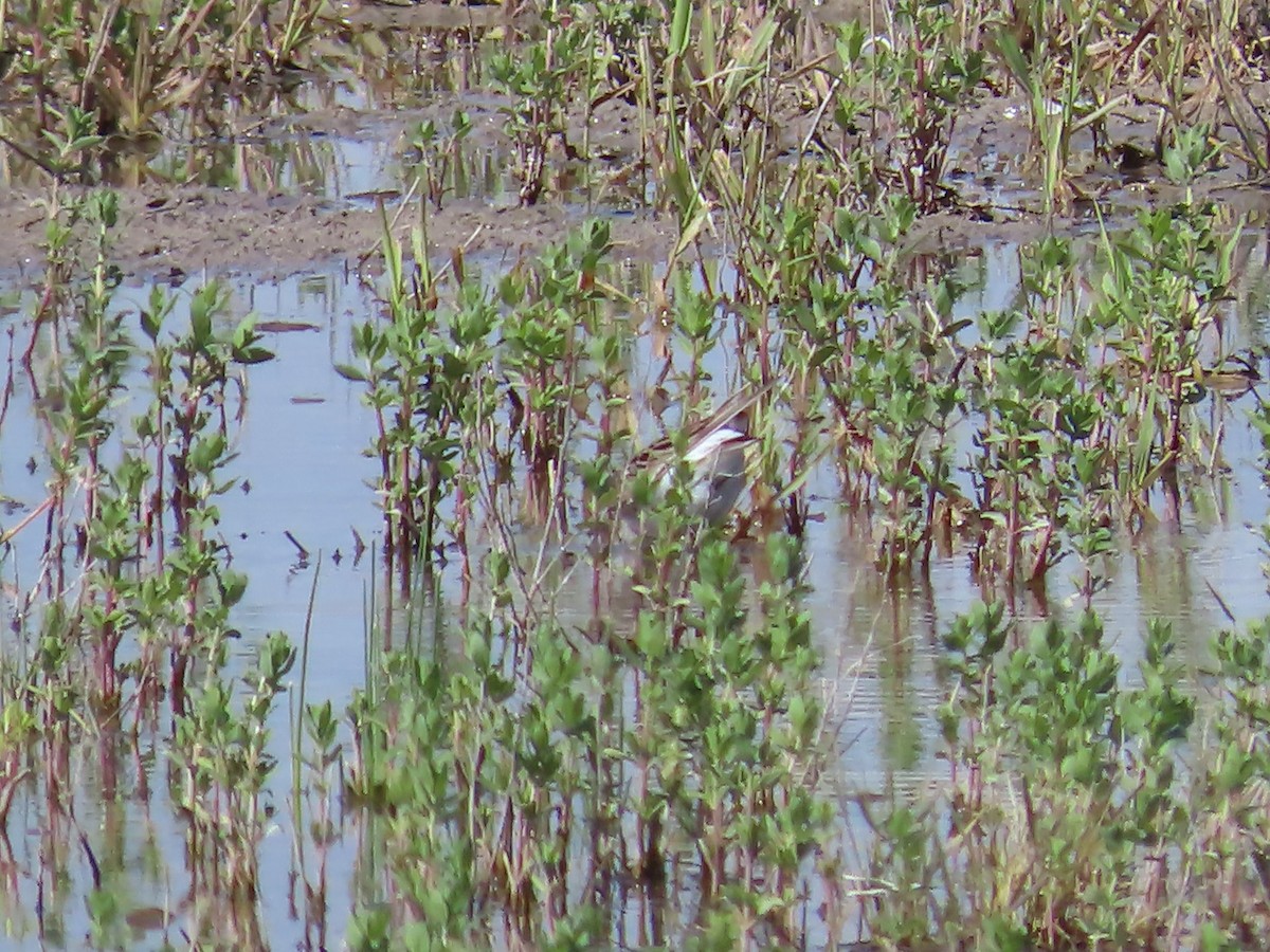 White-rumped Sandpiper - Jo Rita Knopf