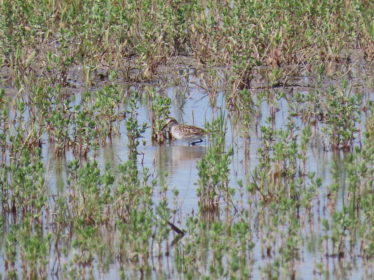 White-rumped Sandpiper - ML242184531