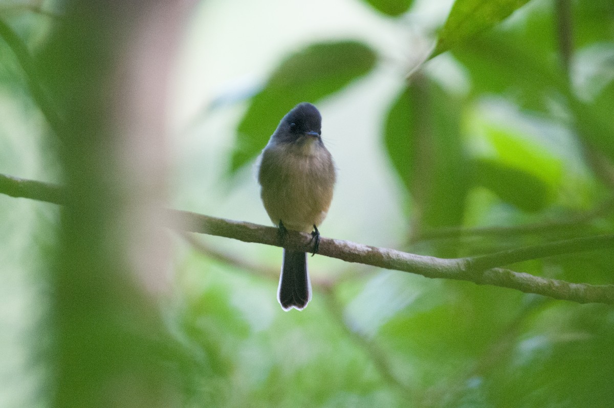 Lesser Antillean Pewee - ML242184651